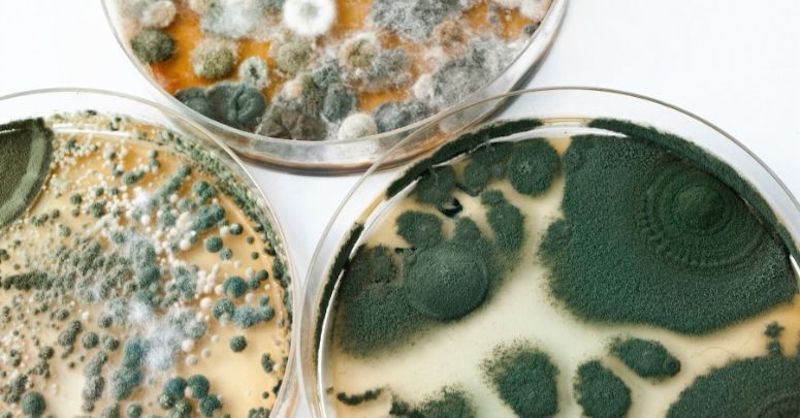 Black Mold Removal – Finding And Eliminating The Source Of The Problem