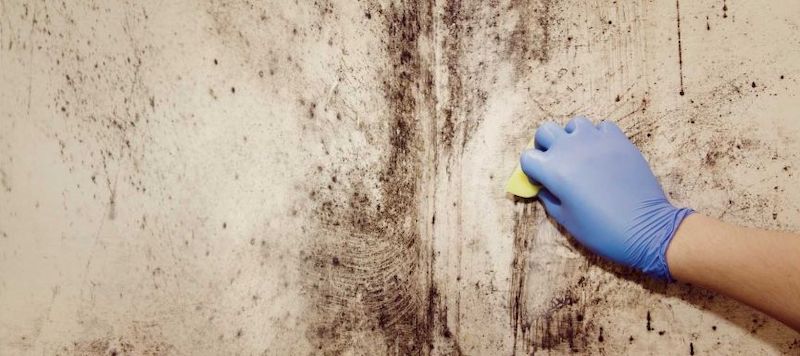 Essential Steps For Black Mold Removal And Cleanup After Natural Disasters