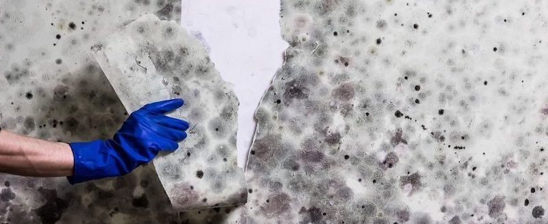 Categories of Black Mold Contamination