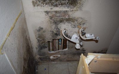Mold Cleanup