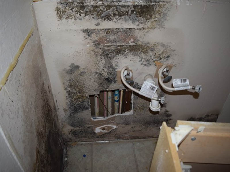 How to Find Mold in the Home?