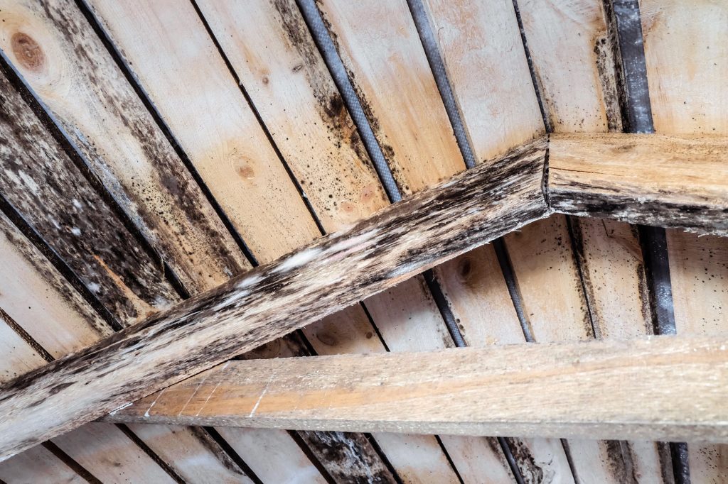 What Causes Attic Mold How to Remove It?