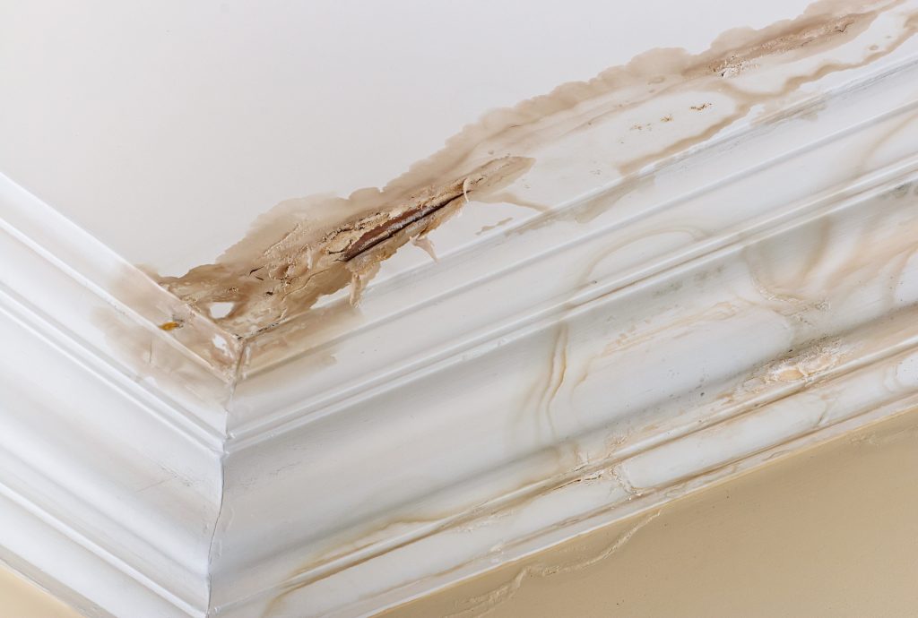 Ceiling Water damage - Mold Removal and Remediation/ Importance of Thorough Inspection in Mold Removal: Identifying Hidden Infestations