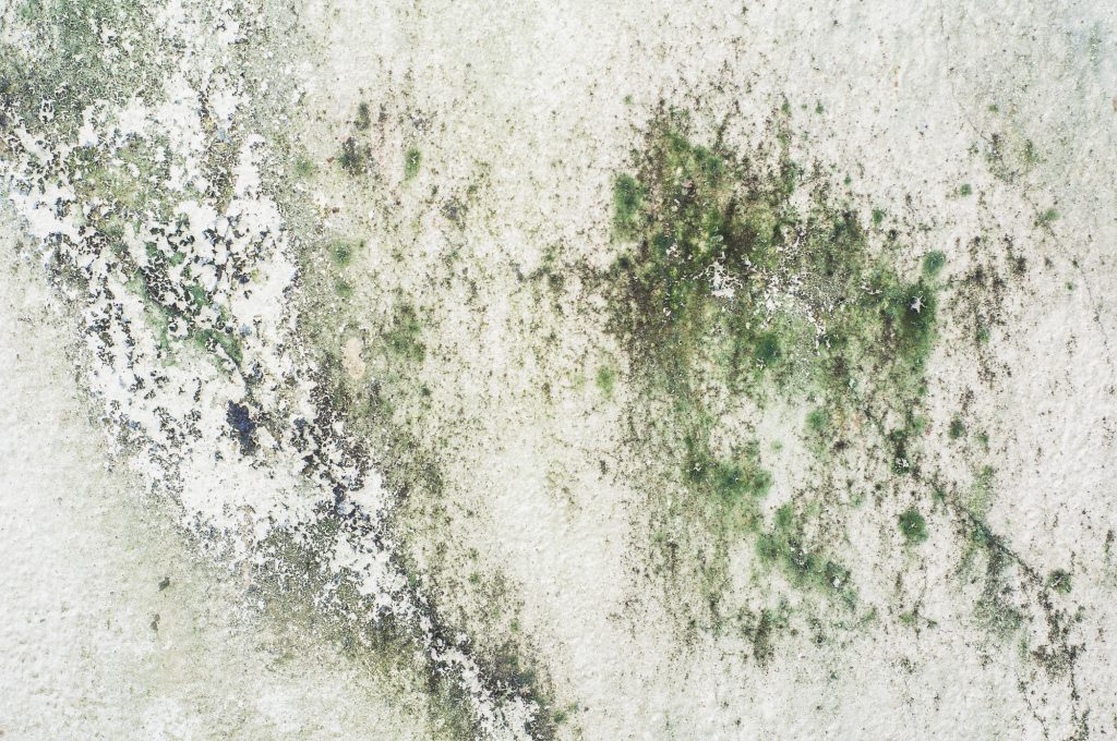7 Signs of Mold in Your Crawlspace/ effective mold removal techniques how professionals get the job done