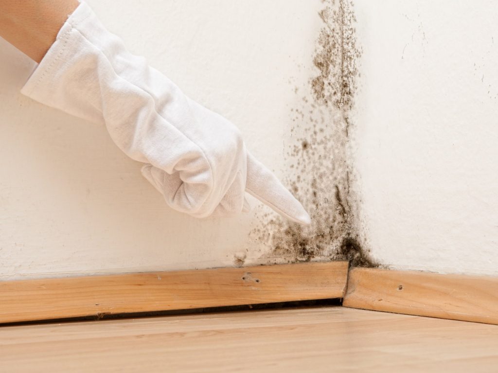 black mold removal chicago