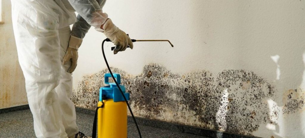 The Health Risks Associated with Mold Infestation: Understanding the Dangers