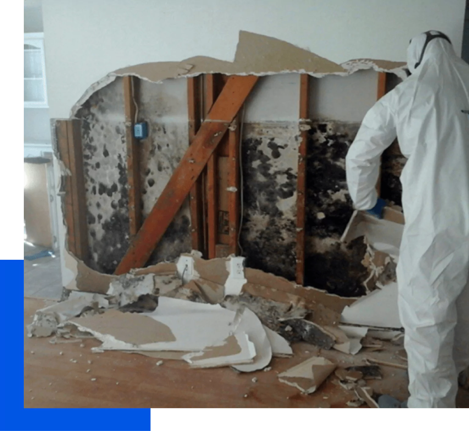 Mold Removal Experts Mold Removal Experts